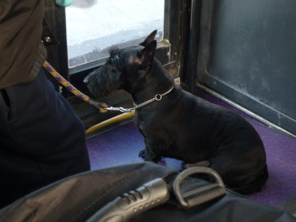 p1000457 Saw this cute little dog in the bus on our way home...haha... first time see dog take bus 0_0"